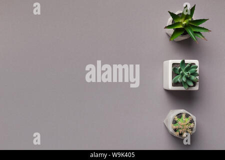 Succulent and cacti plants in pots on grey background Stock Photo