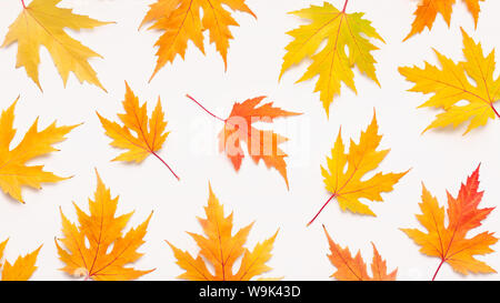 Autumn background with Set of colored fallen maple leaves Stock Photo
