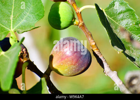 Mission Fig on tree, California. Stock Photo