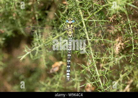 Southern hawker dragonfly (Aeshna cyanea) on gorse, UK Stock Photo
