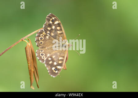Speckled wood butterfly (Pararge aegeria) basking with open wings, UK Stock Photo