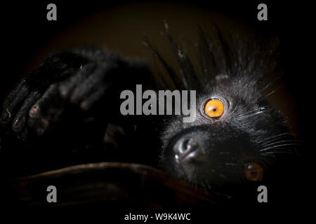 Black Lemur (Eulemur macaco), a vulnerable status young male lemur from Madagascar, Africa, in France, Europe Stock Photo