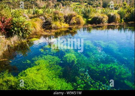 Pupu Springs (Te Waikoropupu Springs), the clearest springs in the world, Golden Bay, Tasman Region, South Island, New Zealand, Pacific Stock Photo