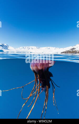 Unidentified large jellyfish in brash ice, Cierva Cove, Antarctica, Southern Ocean, Polar Regions Stock Photo