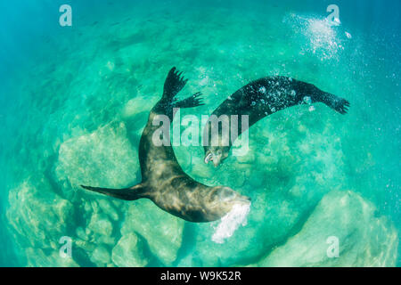 California sea lion bulls (Zalophus californianus) underwater, Los Islotes, Baja California Sur, Mexico, North America Stock Photo