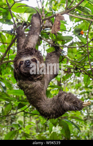 A wild brown-throated sloth (Bradypus variegatus), Landing Casual, Upper Amazon River Basin, Loreto, Peru, South America Stock Photo