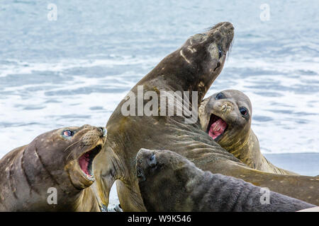 Southern elephant seals (Mirounga leonina), Peggotty Bluff, South Georgia, South Atlantic Ocean, Polar Regions Stock Photo