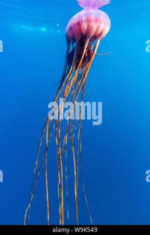 Unidentified large jellyfish in brash ice, Cierva Cove, Antarctica, Southern Ocean, Polar Regions Stock Photo