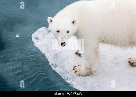A curious young polar bear (Ursus maritimus) on the ice in Bear Sound, Spitsbergen Island, Svalbard, Norway, Scandinavia, Europe Stock Photo
