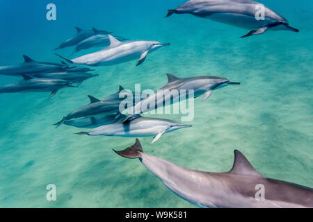 Hawaiian spinner dolphins (Stenella longirostris), AuAu Channel, Maui, Hawaii, United States of America, Pacific Stock Photo