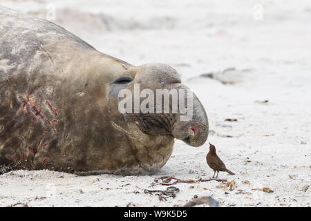 Scarred Southern elephant seal (Mirounga leonina) bull and Cobb's wren (Troglodytes cobbi), Sea Lion Island, Falkland Islands, South America Stock Photo