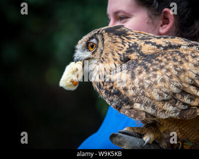 Eurasian Eagle Owl with food (baby chick) and handler Stock Photo
