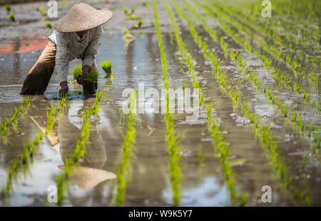 workers in Padi Field, Sumatra, Indonesia, Southeast Asia Stock Photo