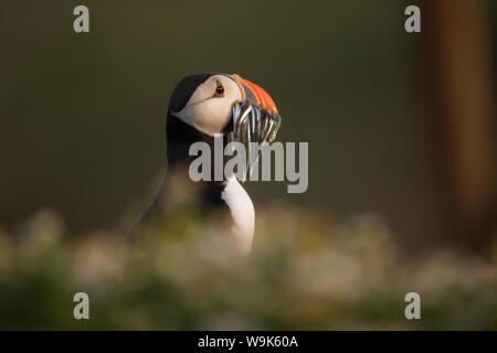 Atlantic Puffin, (Fratercula arctica), Skomer Island, Wales, United Kingdom, Europe Stock Photo