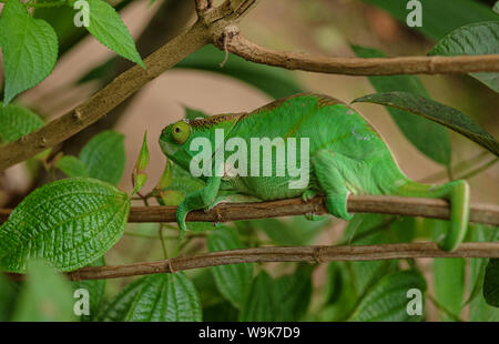 Parson's Chameleon (Calumma parsonii) Stock Photo