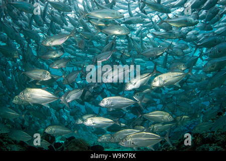 Schooling Bigeye trevally (Caranx sexfasciatus) (jacks), Sipadan Island, Celebes Sea, Sabah, Malaysia, Southeast Asia, Asia Stock Photo