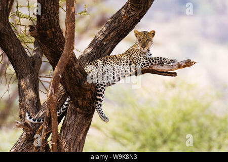 A leopard (Panthera pardus) rests on a tree, Samburu National Reserve, Kenya, East Africa, Africa Stock Photo