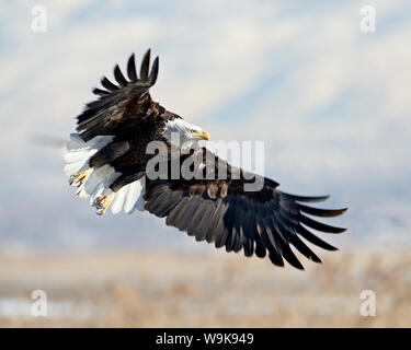 Bald Eagle (Haliaeetus leucocephalus) on approach, Farmington Bay, Utah, United States of America, North America Stock Photo