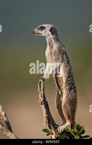 Meerkat (suricate) (Suricata suricatta) on sentry duty, Addo Elephant National Park, South Africa, Africa Stock Photo