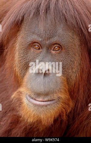 Female Sumatran orangutan (Pongo abelii) in captivity, Rio Grande Zoo, Albuquerque Biological Park, Albuquerque, New Mexico, United States of America Stock Photo