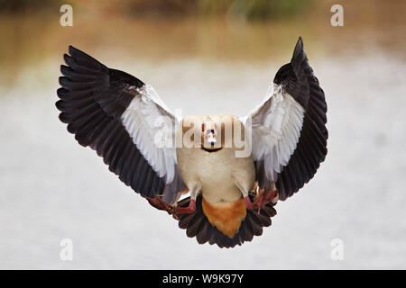 Egyptian goose (Alopochen aegyptiacus) landing, Mikumi National Park, Tanzania, East Africa, Africa Stock Photo