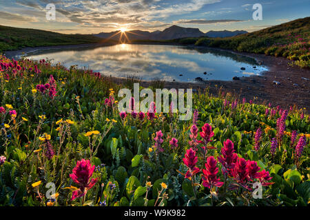 Sunrise over Alpine wildflowers, San Juan National Forest, Colorado, United States of America, North America Stock Photo