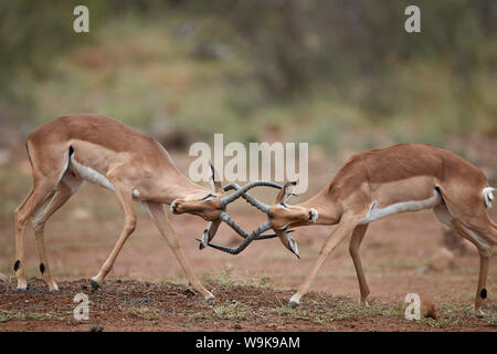 Impala (Aepyceros melampus) bucks sparring, Kruger National Park, South Africa, Africa Stock Photo