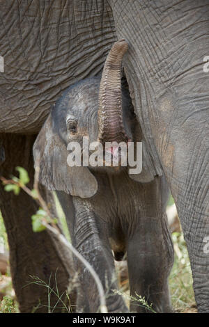 Days-old African Elephant (Loxodonta africana) calf, Kruger National Park, South Africa, Africa Stock Photo