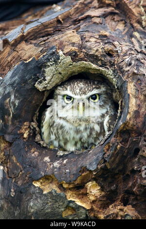 Little Owl (Athene noctua), captive, Barn Owl Centre, Gloucestershire, England, United Kingdom, Europe Stock Photo