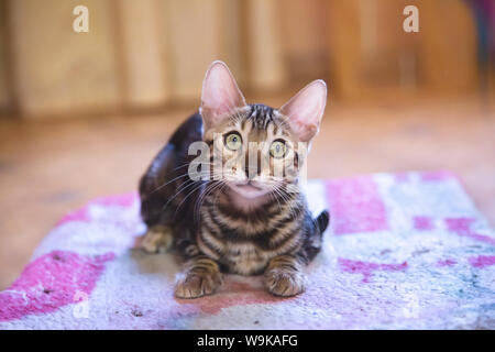 Photo of a purebred tabby and spotted bengal cat lying and looking forward in an apartment Stock Photo
