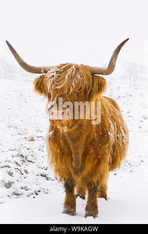 Highland cow in winter snow, Yorkshire Dales, Yorkshire, England, United Kingdom, Europe Stock Photo