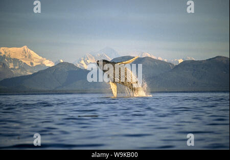 Humpback Whale breaching. Icy Straits, South East Alaska Stock Photo