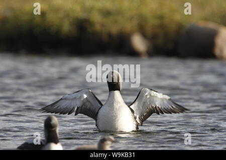 Adult Pacific Loon or Pacific Diver (Gavia pacifica) in breeding plumage, spreading wings on water, near Arviat Nunavut, Canada Stock Photo