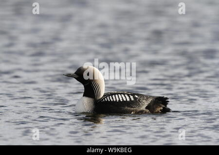 Lone adult Pacific Loon or Pacific Diver (Gavia pacifica) in breeding plumage swimming in arctic waters, near Arviat Nunavut, Canada Stock Photo