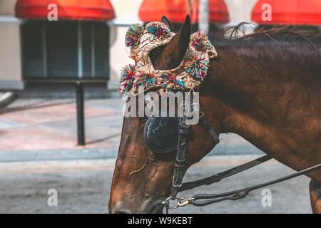Closeup shot of a brown horse wearing an accessory and bridle Stock Photo