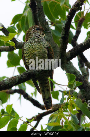 Whilst the male of the species is stunningly beautiful and loud, the cryptically coloured female African Emerlad Cuckoo blends into the canopy Stock Photo