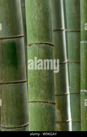 Detail of bamboo trees in Bamboo Forest, Kyoto Stock Photo