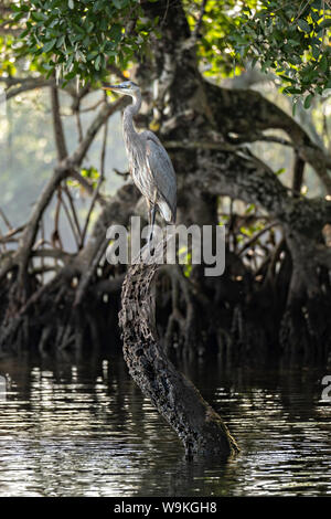 A Great Blue Heron perches on the buttress roots of a giant mangrove tree at the Sontecomapan Lagoon, part of the Los Tuxtlas Biosphere Reserve in Sontecomapan, Veracruz, Mexico. The lagoon which flows into the Gulf of Mexico is one of the best preserved coastal wetlands and mangroves forests in Mexico and part of the Los Tuxtlas biosphere reserve. Stock Photo