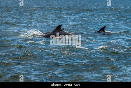 Bottlenose Dolphin In The Moray Firth At Chanonry Point Near Inverness In Scotland Stock Photo