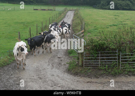 farmer bringing in his cows Stock Photo