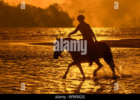 Horsewoman / female horse rider on horseback riding through water on the beach with approaching thunderstorm, silhouetted at sunset in summer Stock Photo
