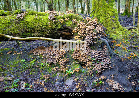 Fungus, or Fungi, growing on a dead tree trunk Stock Photo