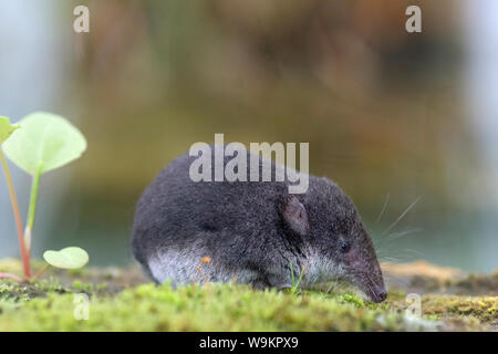 Eurasian water shrew (Neomys fodiens), Water Shrews, Shrew, Shrews