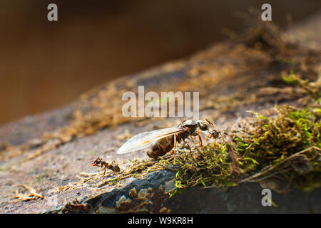 Queen Ant Stock Photo