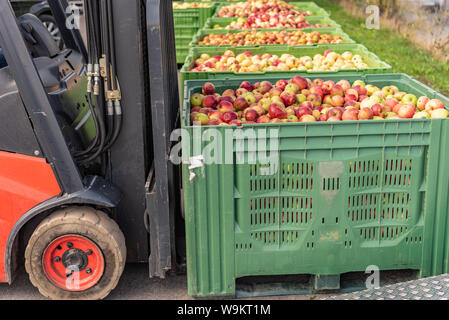 Forklift carries crates of fruit. Apples in container Stock Photo