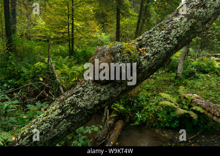 burl on an inclined mossy tree trunk in the forest Stock Photo