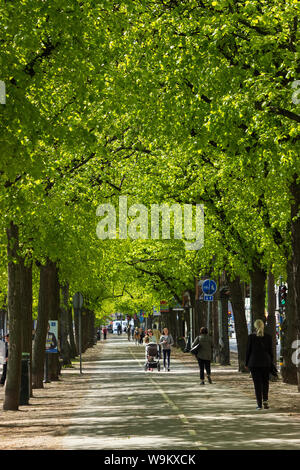 Urban cityscape with green blooming tree foliage in Ostermalstorg's Strandsvagen street, pedestrian walkway, Stockholm. Sweden Stock Photo