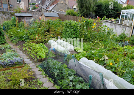 Allotments UK: A set of garden allotments in amongst houses in an english town. Assorted crops are grown including vegetables and fruits Stock Photo