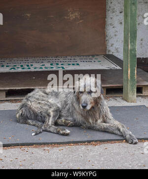 Ireland Trip (May 19-29, 2019) Kerry Bog Village on the Ring of Kerry. Irish Wolfhound dog Stock Photo