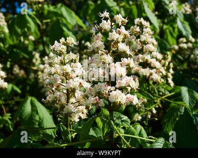 Close up of a Horse Chesnut (conker, Aesculus hippocastanum ) flower blooming in the spring Stock Photo